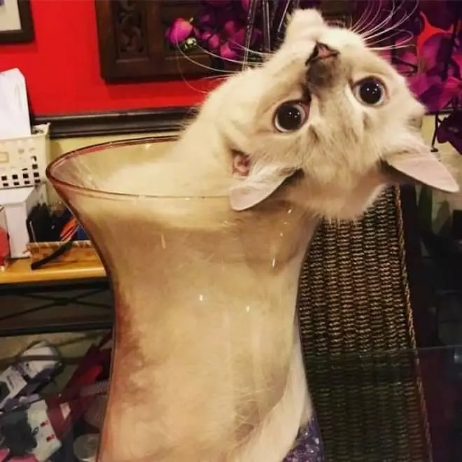 I Fit In Here Really Nicely