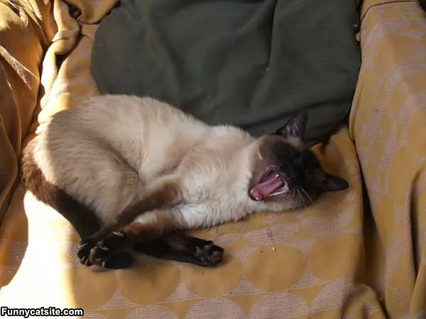 Very Big Yawn