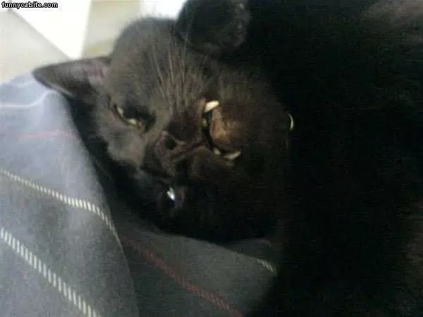Fangs