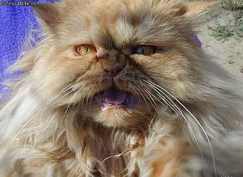 Scruff Ball Cat