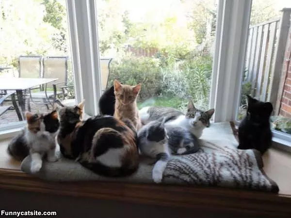 The Gangs All Here