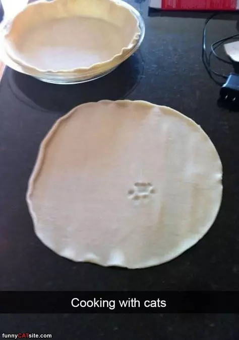 Cooking With Cats