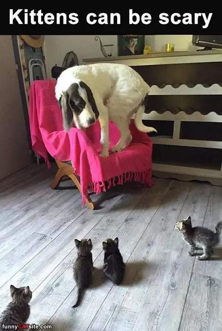 Kittens Can Be Scary