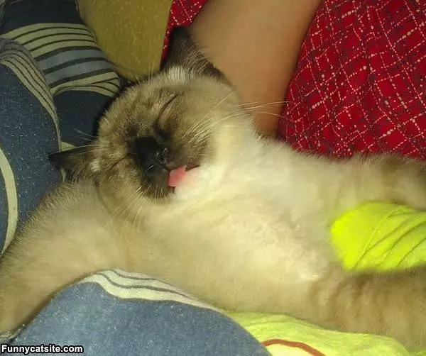 Sleepy Cat