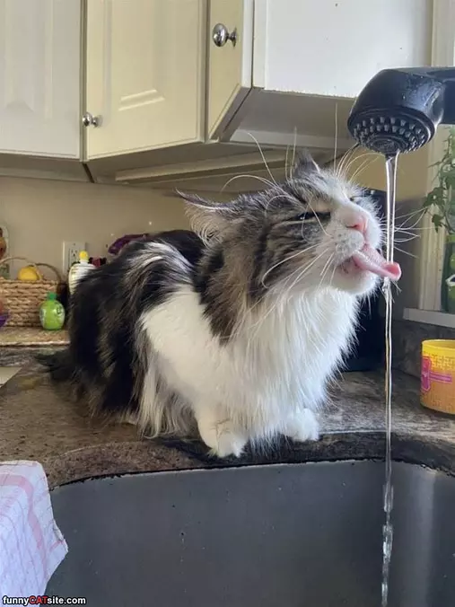 Drink Some Water