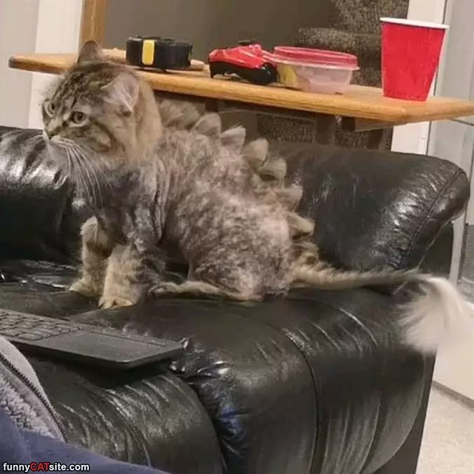Insane Mohawk
