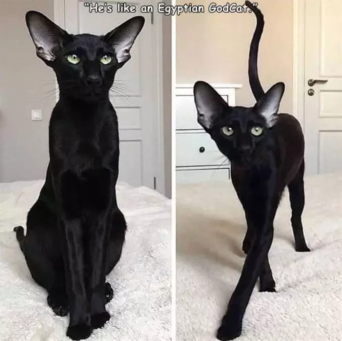 Like An Egyptian Cat