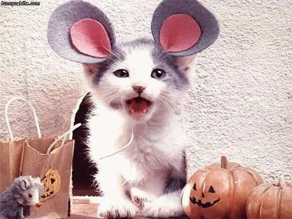 Mouse Cat