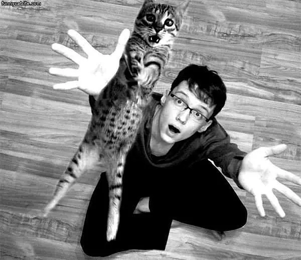 Flying Cat