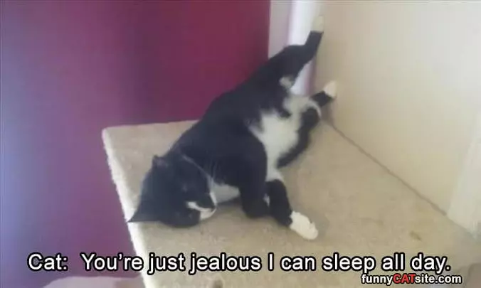 Just Jeleous