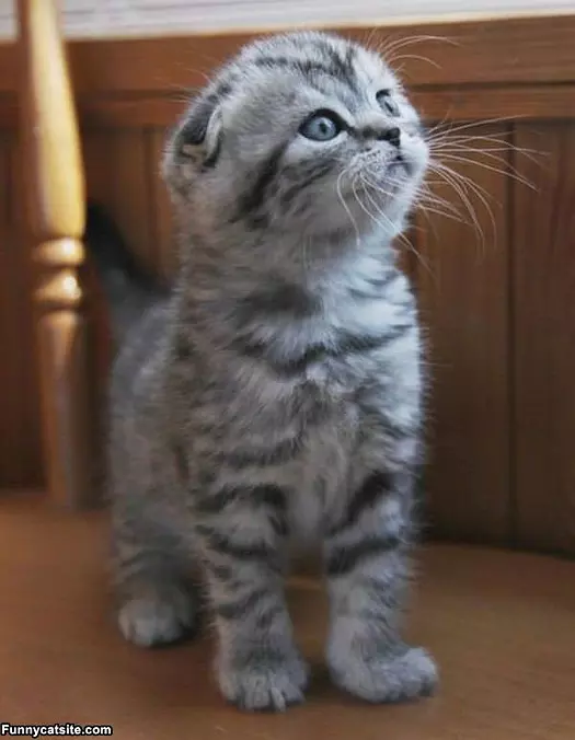 Hey What Did You Say
