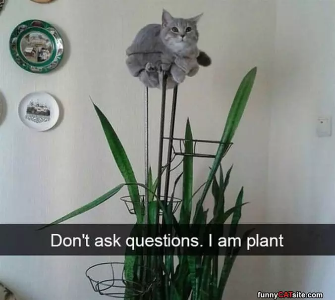 Do Not Ask Questions