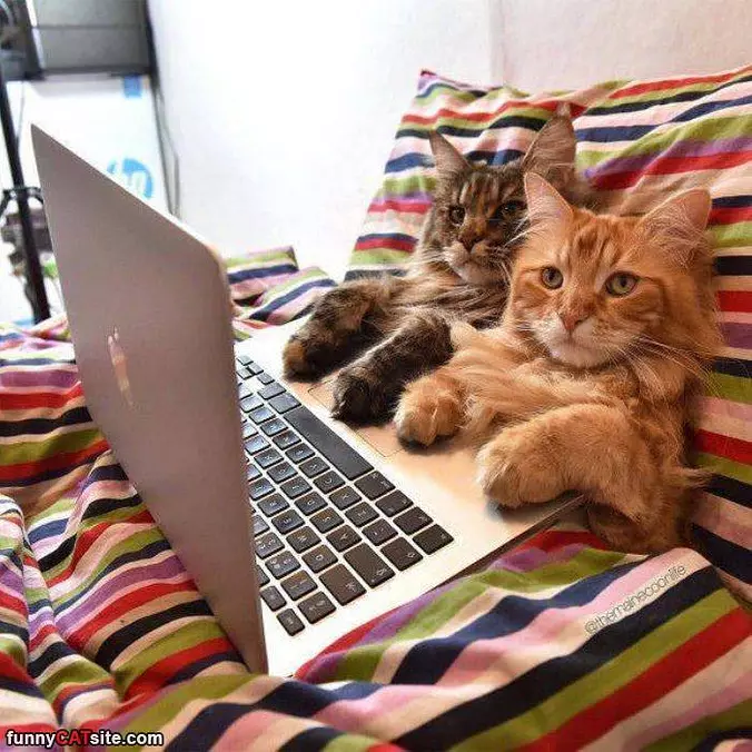 Just Watching Cat Videos