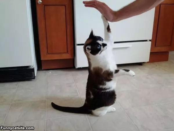 High Fiving Cat Up High