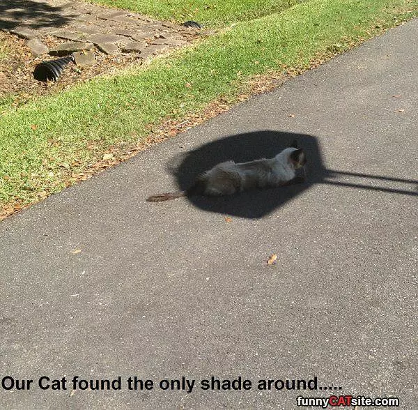 Only Shade