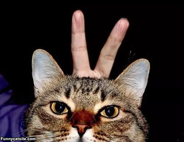 Bunny Ears