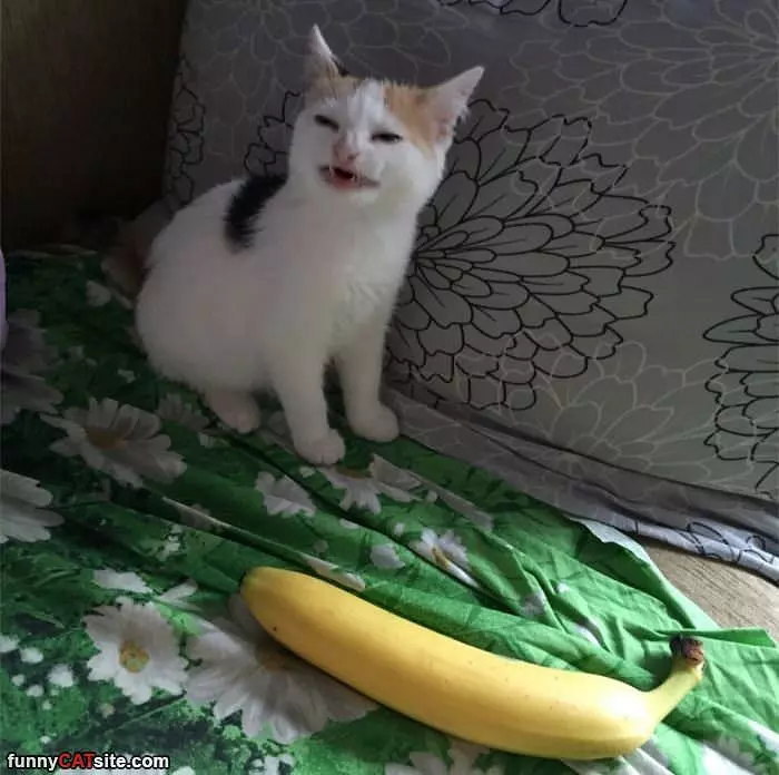 I Am Banana Sized