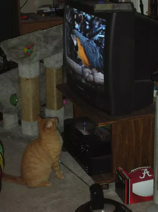 Birds On Tv