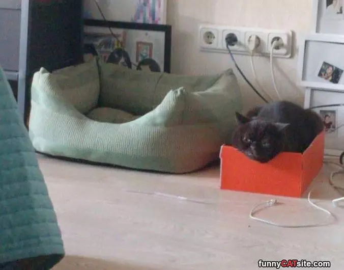 The Box Is Better Than The Bed