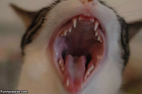 Huuuge Yawn