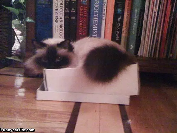 In My Box