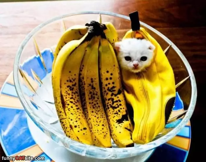 Im A Banana Kitty