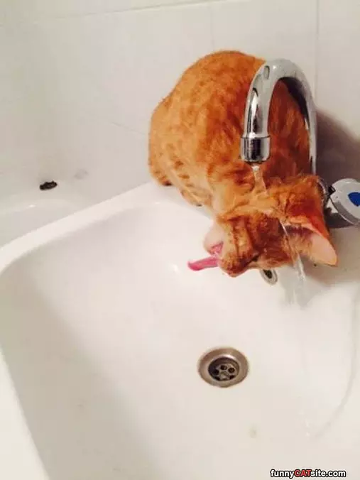 Sticking My Head In