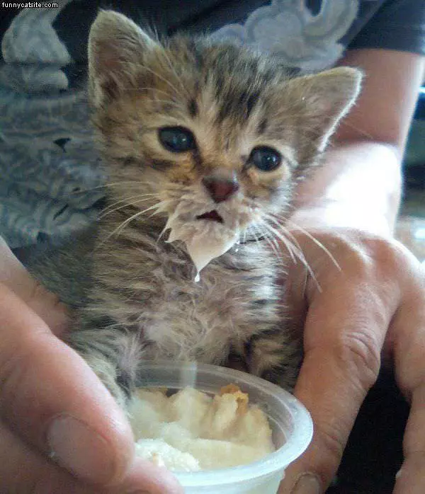 Cat Loves Pudding