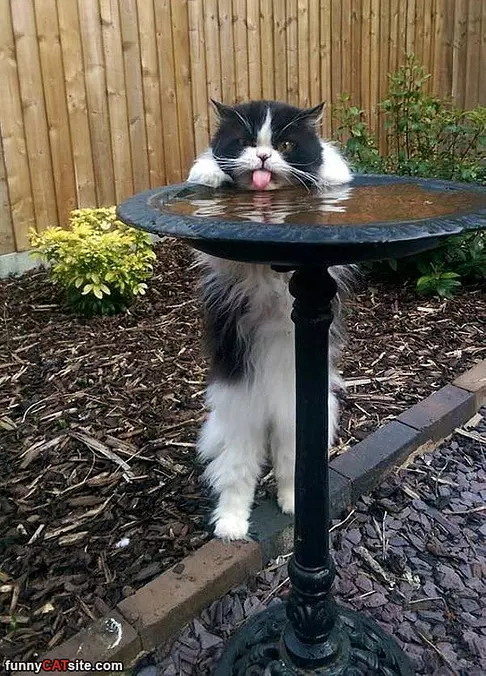 Gimme A Sippy