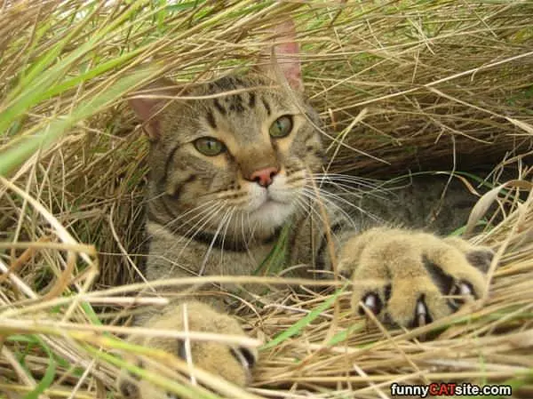 In The Grass
