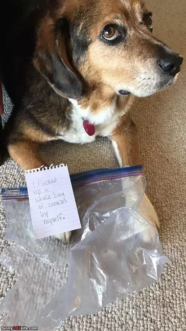 Whole Bag Of Cookies
