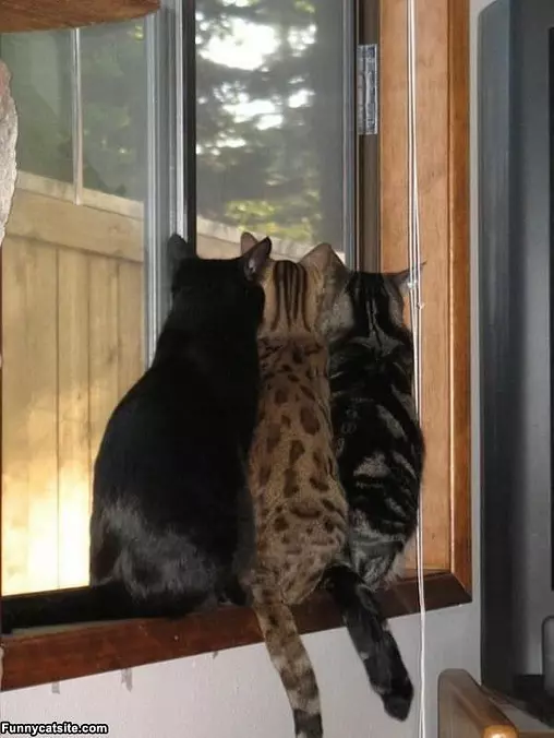 Watching A Show