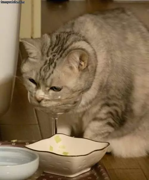 Nom Nom Drink