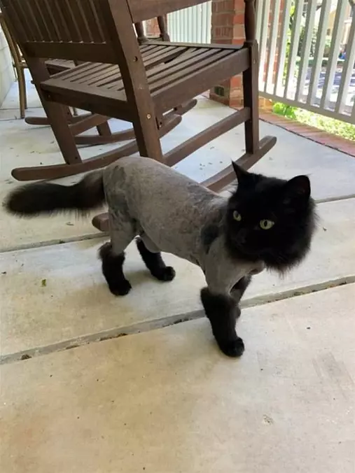 Awesome Cat Is Awesome