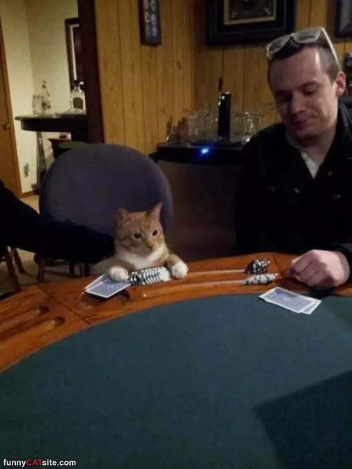I Am All In