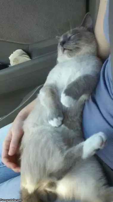 A Sleeping Cat