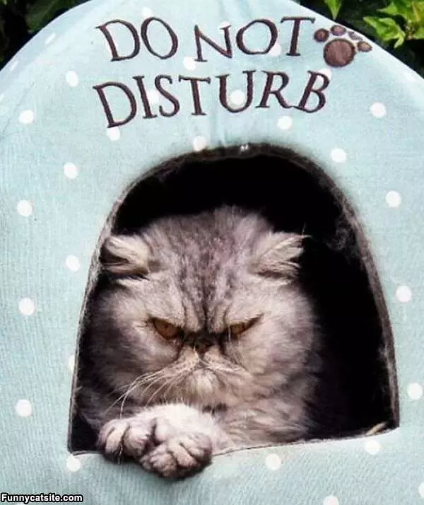 Do Not Disturb