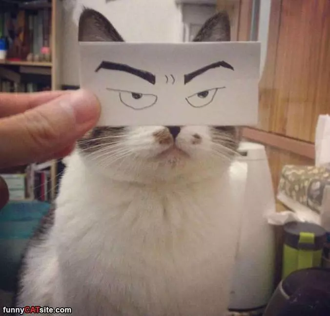 Do You Think This Is Funny