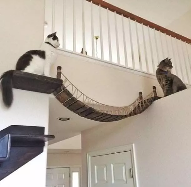 Boxing Kitten