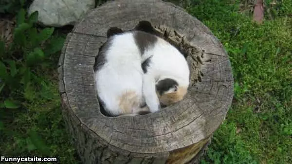 Curled Up To Sleep