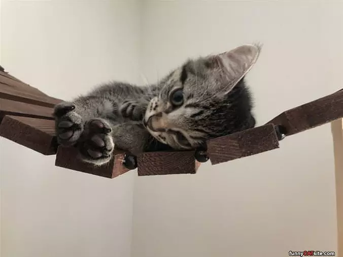 Stretch My Paws