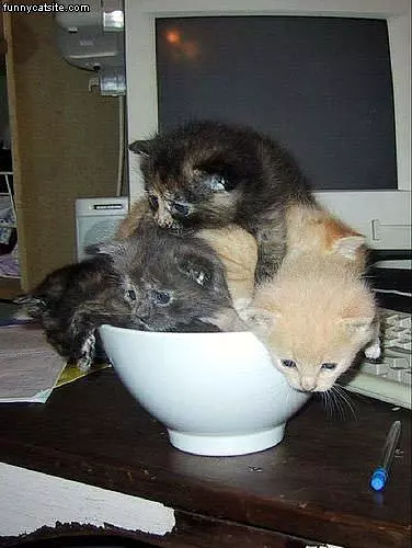 Bow Of Kittens