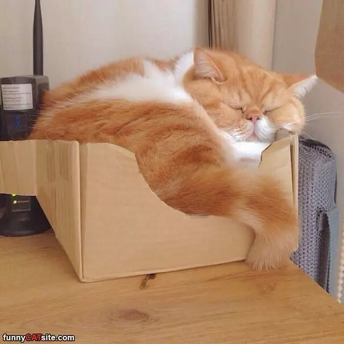 If I Fits I Like To Sits