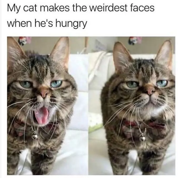 This Cat Makes The Weirdest Faces