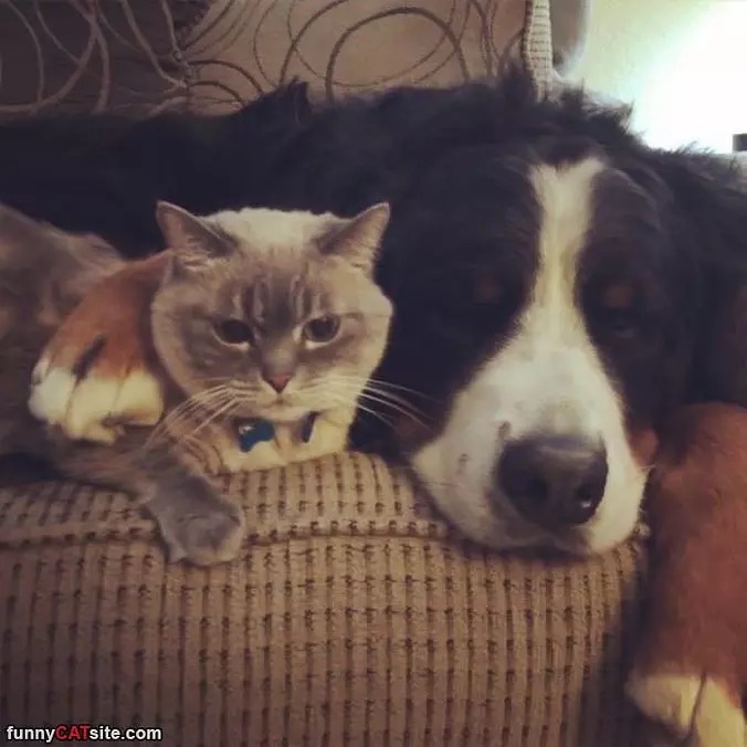 Protecting My Buddy