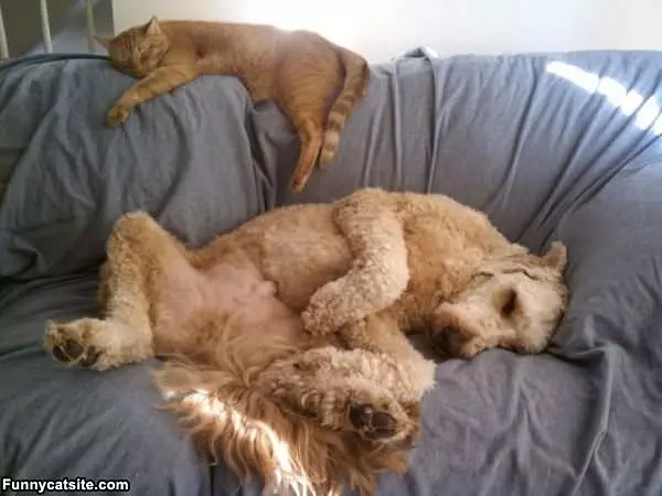 Very Lazy Days