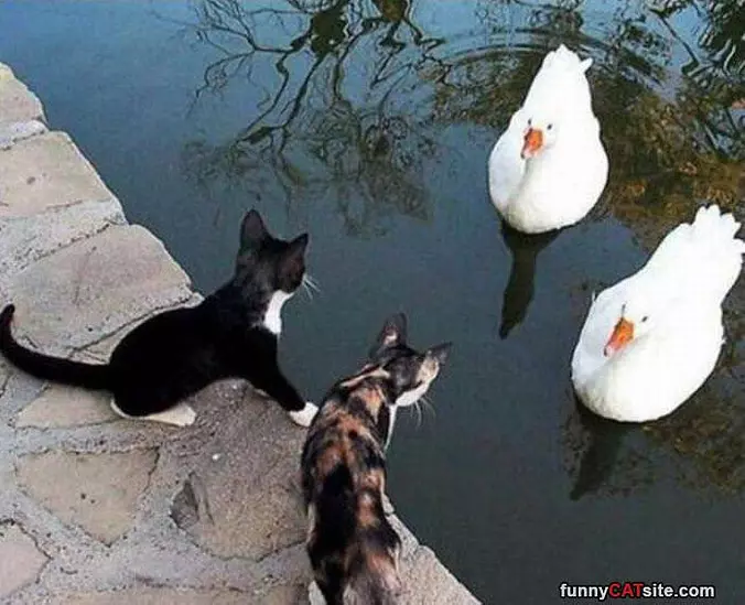 Hey You Want To Play