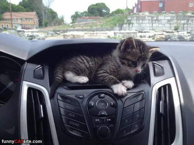 Going For A Fun Ride