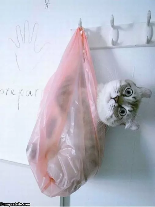 In Da Bag