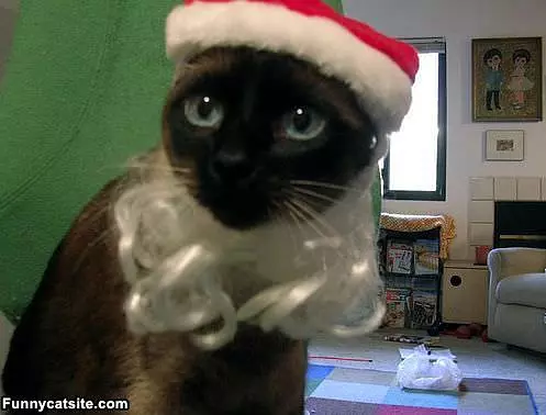 Im Santa Cat